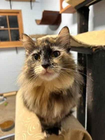 Clawdia