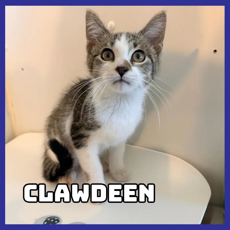 A baby small-sized male Gray / Blue / Silver Domestic Short Hair cat named Clawdeen for adoption in Glenwood, MN