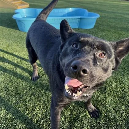 An adult large-sized female Mixed Breed dog named Abbey for adoption in Dallas, TX