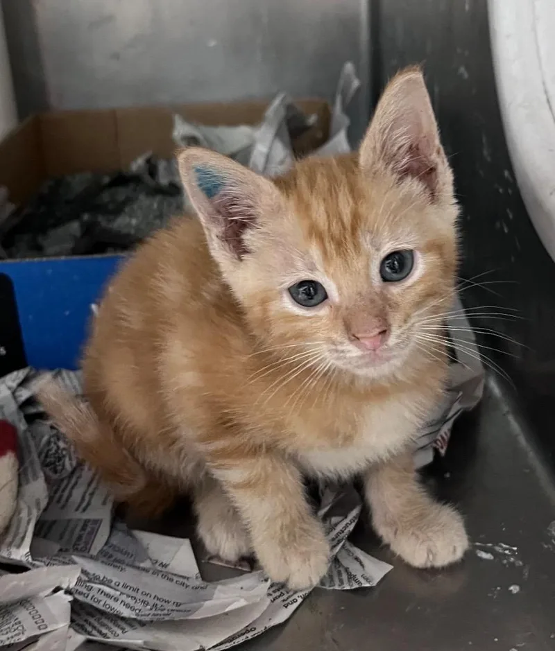 A baby medium-sized male Domestic Short Hair cat named Star Crunch for adoption in Cincinnati, OH