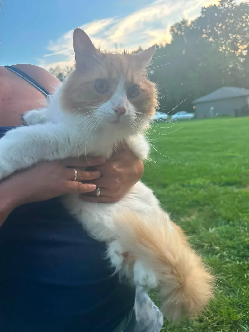 An adult extra large-sized male Domestic Long Hair cat named Oscar for adoption in Richmond, KY