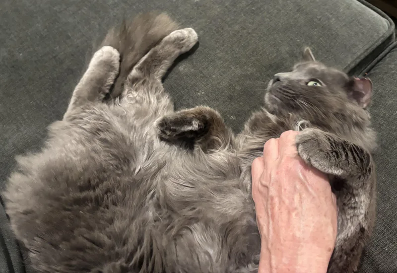 Greybeard thumbnail 2