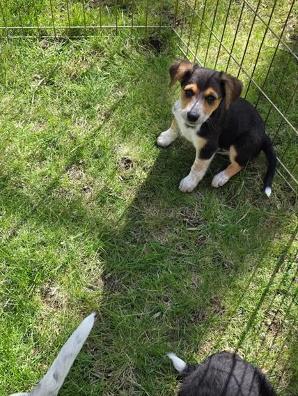 A baby medium-sized male Tricolor (Brown, Black, & White) Beagle dog named Leo for adoption in Union Grove, WI