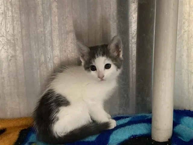 A baby small-sized female Domestic Short Hair cat named Mia for adoption in Tustin, CA