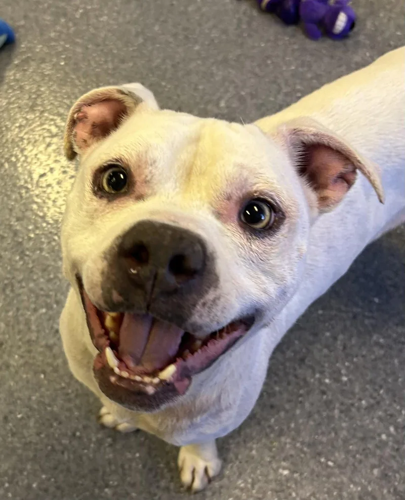 An adult medium-sized male Staffordshire Bull Terrier dog named Olaf for adoption in Steeleville, IL