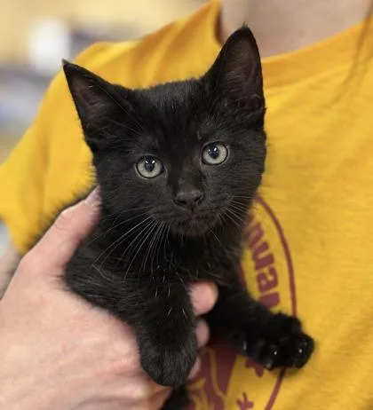 A baby small-sized male Domestic Medium Hair cat named Darkness for adoption in Gwinn, MI