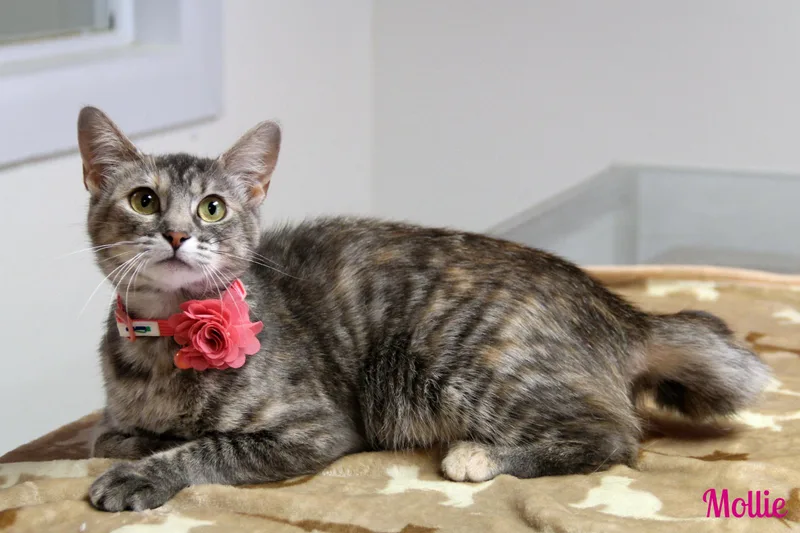 An adult medium-sized female Tabby (Gray / Blue / Silver) Domestic Short Hair cat named Mollie for adoption in Vinton, IA