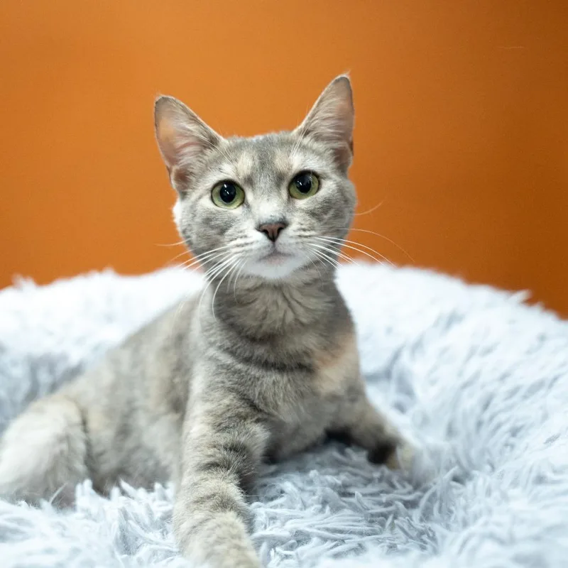 A baby small-sized female Gray / Blue / Silver Domestic Short Hair cat named Myrtle for adoption in Gainesville, GA