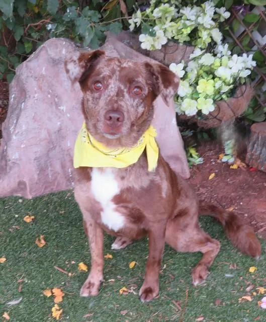 An adult medium-sized female Catahoula Leopard Dog dog named Myla for adoption in Oklahoma City, OK