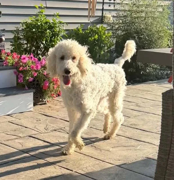 Otis OS in RI thumbnail 2