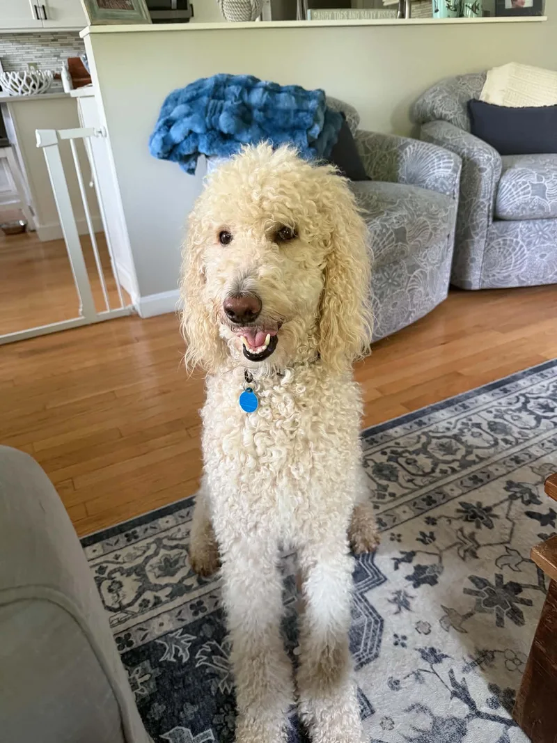 Otis OS in RI thumbnail 3