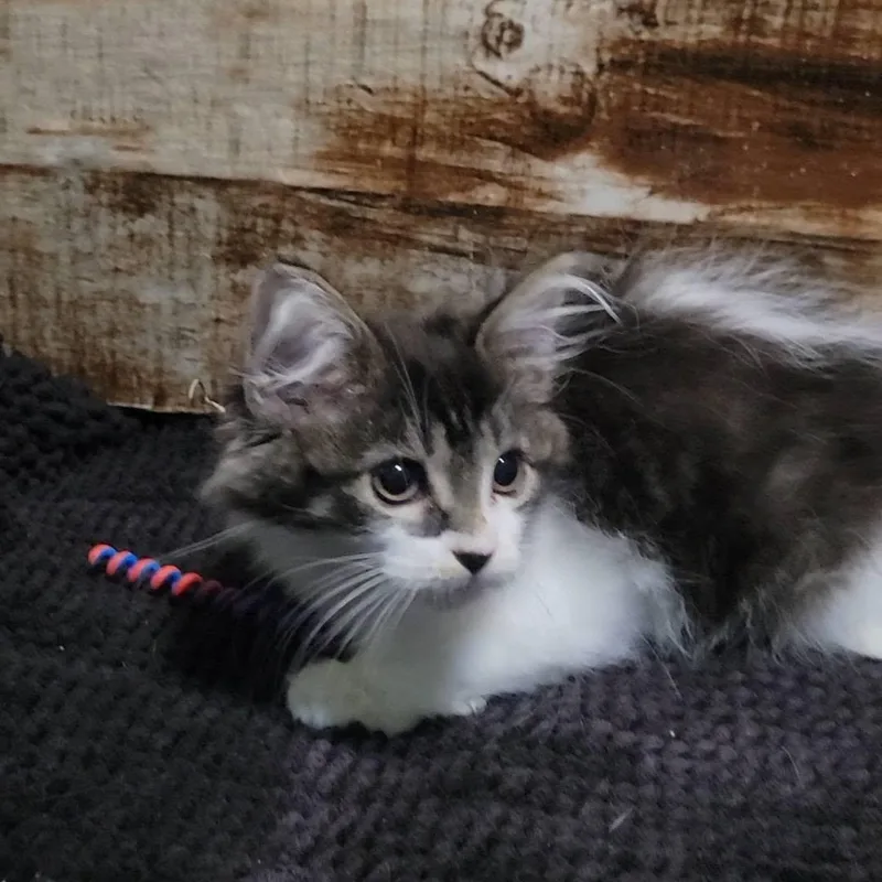 A baby medium-sized female Black & White / Tuxedo Domestic Medium Hair cat named Triscuit for adoption in Queen Creek, AZ