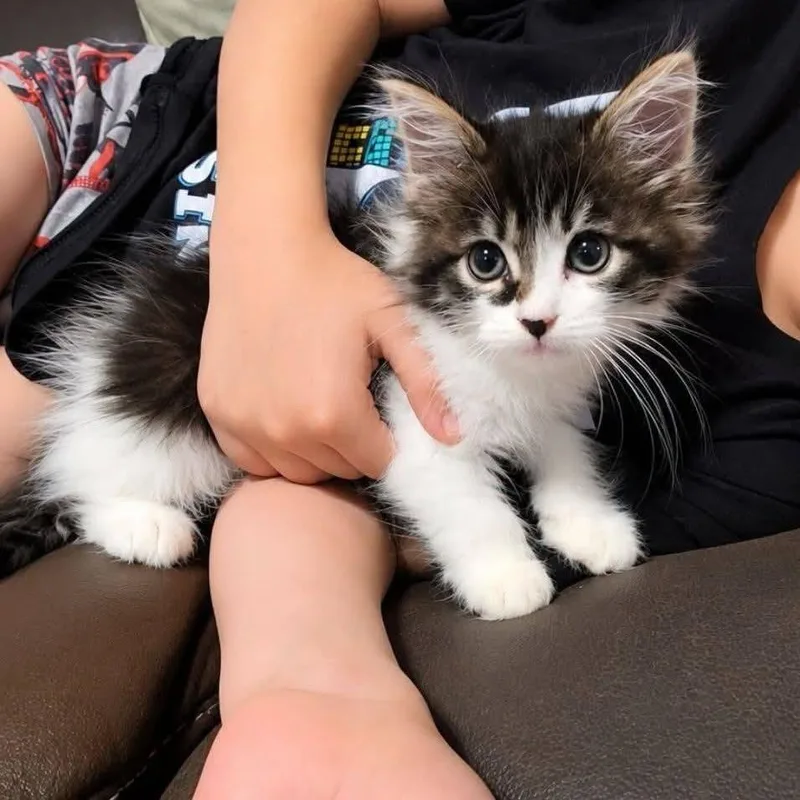 Triscuit thumbnail 3