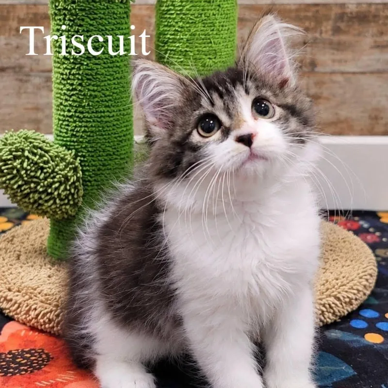 Triscuit thumbnail 5