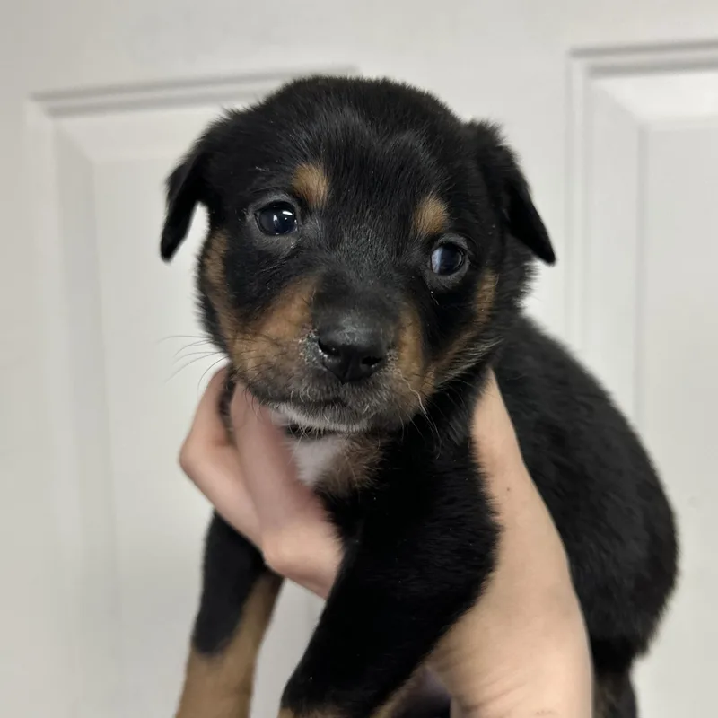 A baby medium-sized female Tricolor (Brown, Black, & White) Cattle Dog dog named Eyebrow for adoption in Columbia, SC