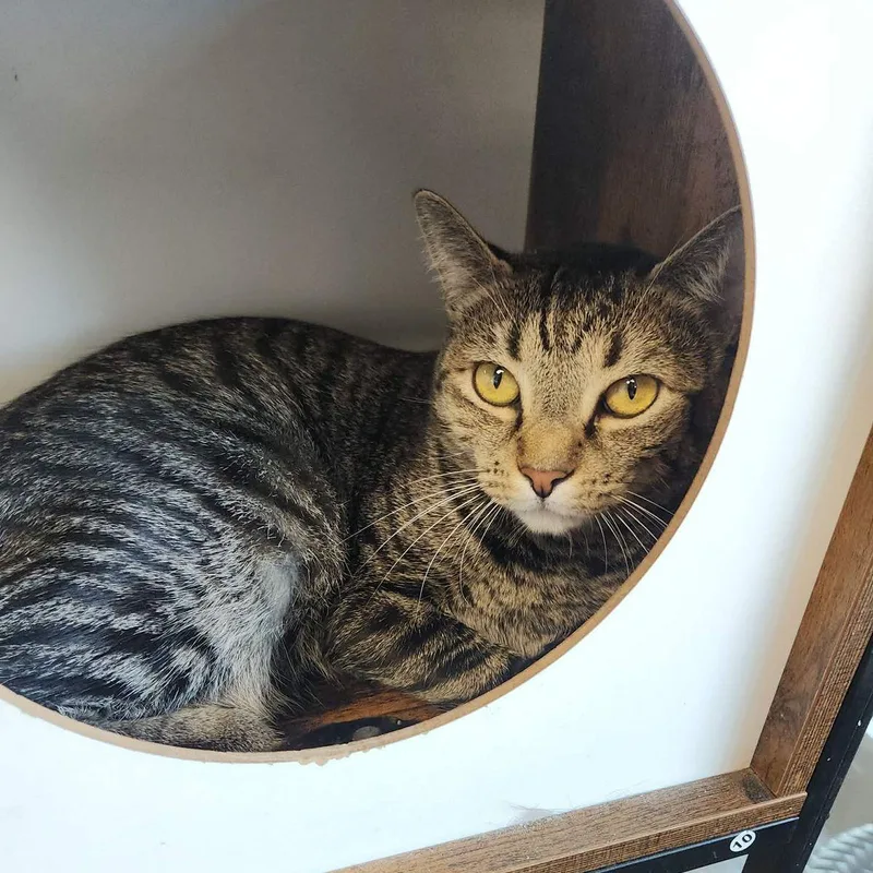 An adult medium-sized female Brown / Chocolate Domestic Short Hair cat named Simone for adoption in Kingman, AZ