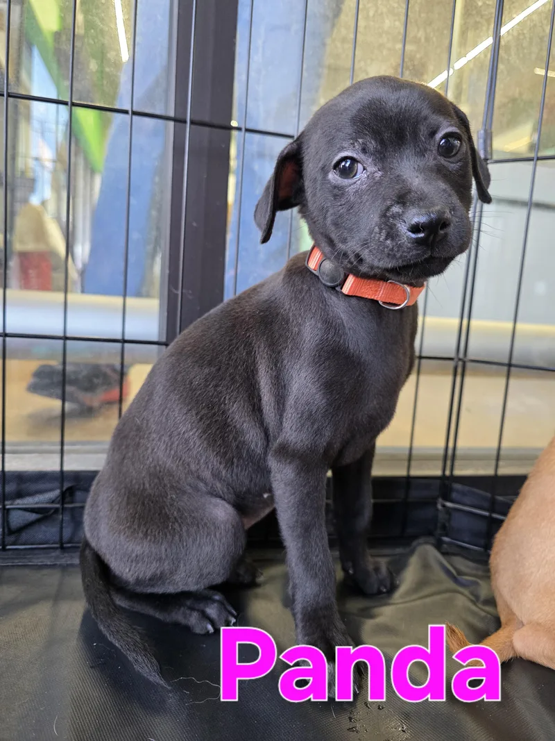 A baby small-sized female Black Chihuahua dog named Panda for adoption in Dallas, TX