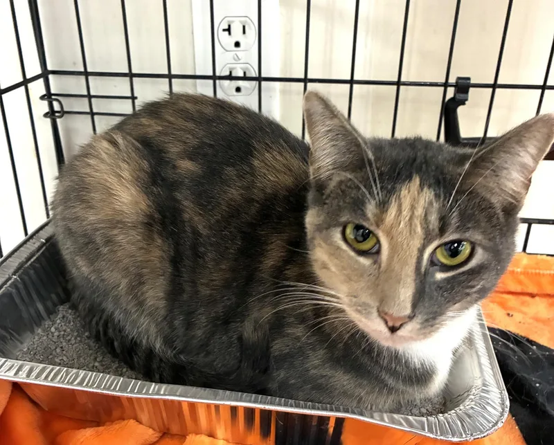 A young medium-sized female Domestic Short Hair cat named Mitzie for adoption in Bridgeport, CT