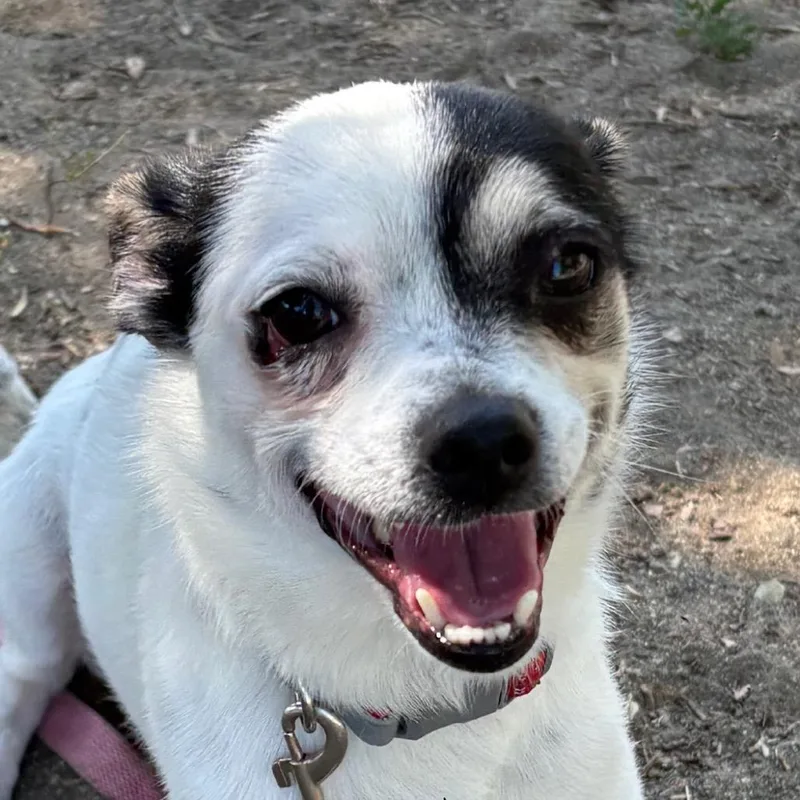 An adult small-sized male White / Cream Chihuahua dog named Titan for adoption in San Jacinto, CA