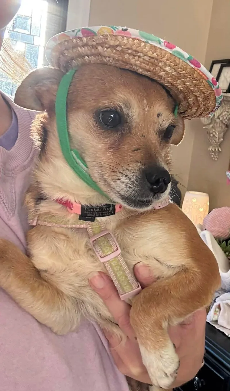 Grapefruit thumbnail 2