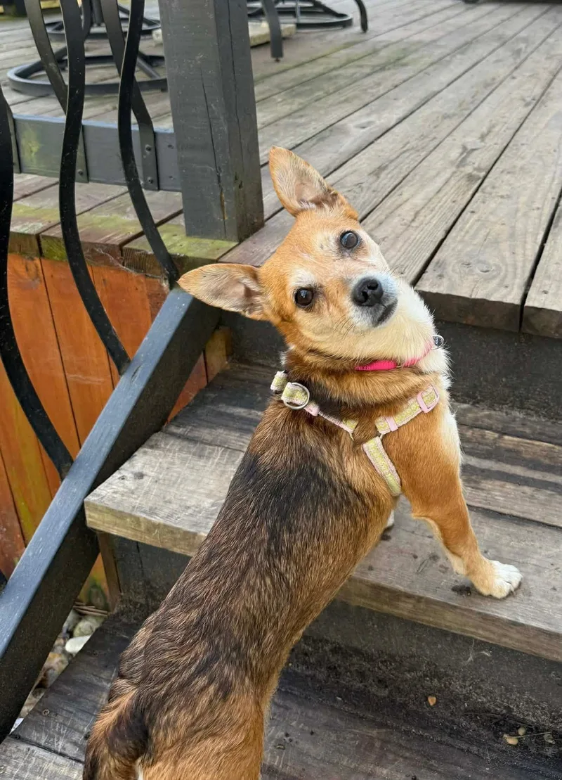 Grapefruit thumbnail 4