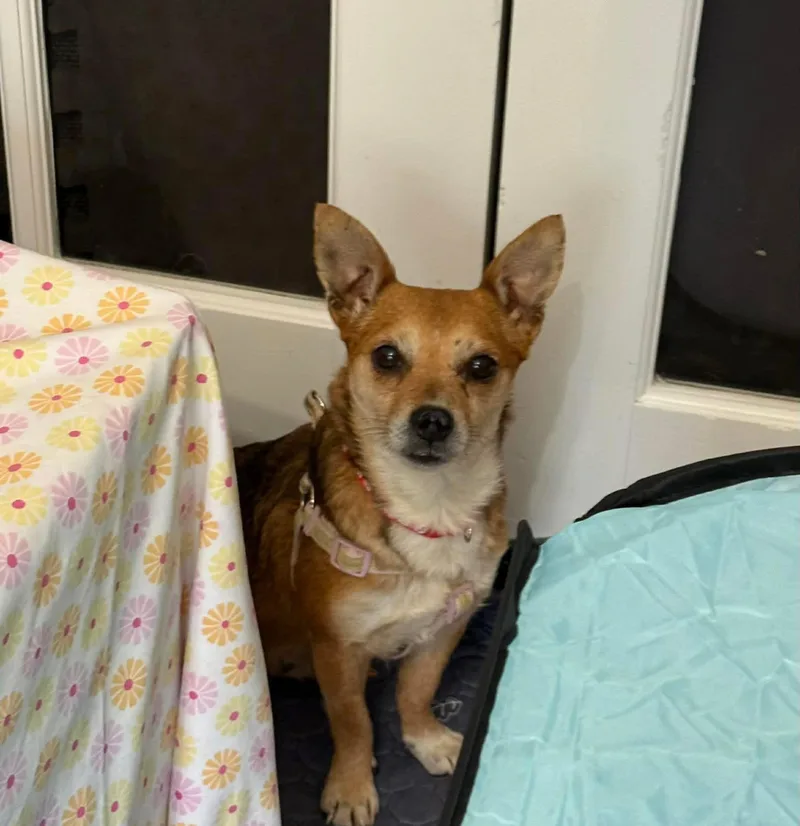 Grapefruit thumbnail 5