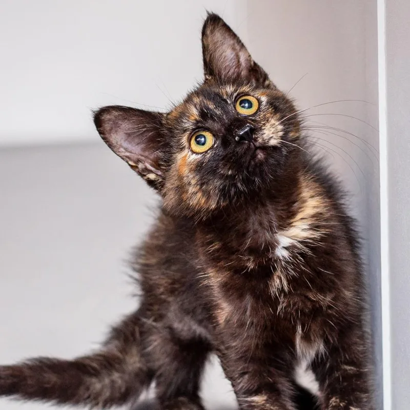 A baby small-sized female Calico Domestic Short Hair cat named Ponyo for adoption in Hattiesburg, MS