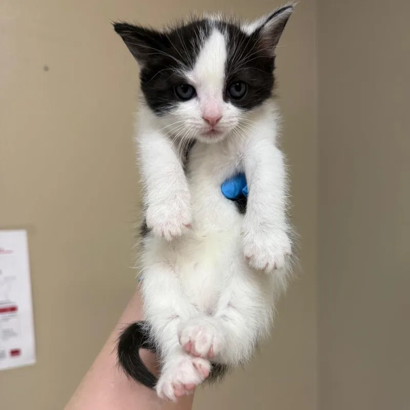 A baby small-sized female White Domestic Short Hair cat named Eleni for adoption in Birmingham, AL