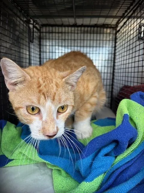 A young medium-sized male Domestic Short Hair cat named Jasper for adoption in Miami, FL