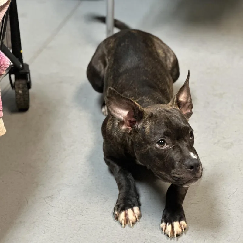 A young medium-sized male Brindle Mixed Breed dog named Hercules Mulligan for adoption in Columbus, GA