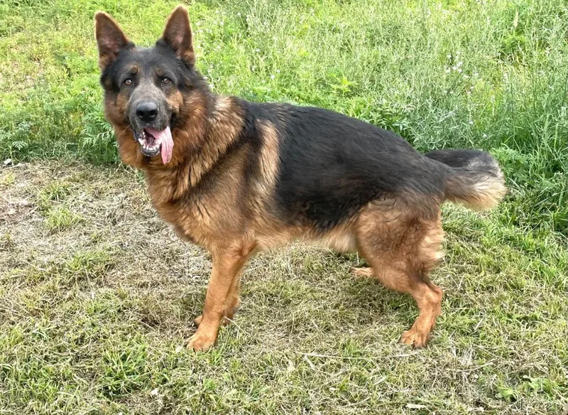 Leo