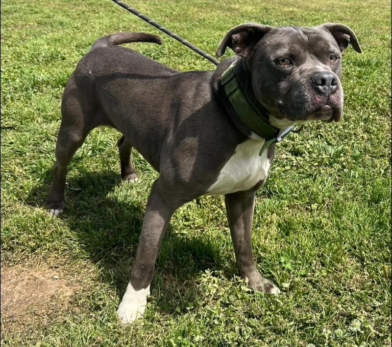 An adult large-sized male Pit Bull Terrier dog named Bruce for adoption in Pryor, OK