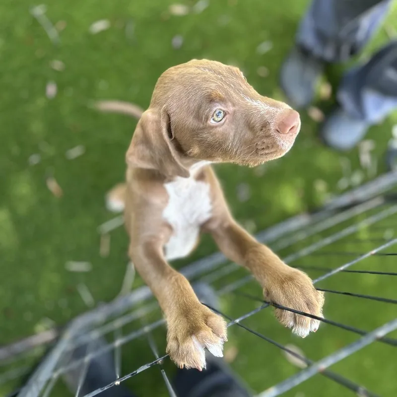 A baby small-sized male Brown / Chocolate Terrier dog named Doctor Doofenshmirtz for adoption in LOXAHATCHEE, FL