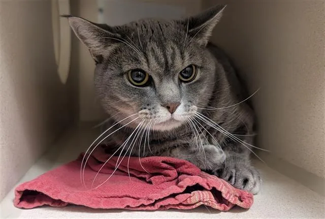 An adult small-sized female Domestic Short Hair cat named Ashes for adoption in Denver, CO