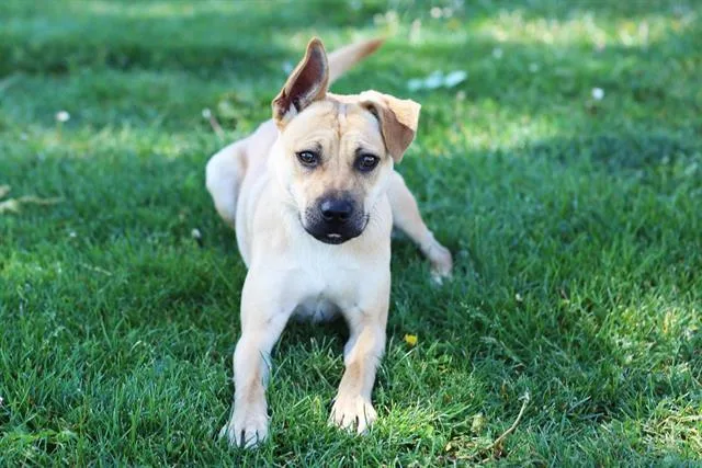 A young small-sized male Anatolian Shepherd dog named Odin for adoption in Albuquerque, NM