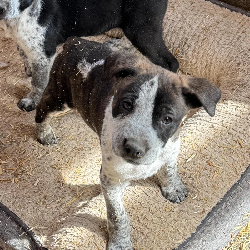 Bulbasaur thumbnail 2