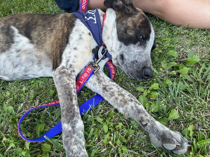 Bulbasaur thumbnail 3