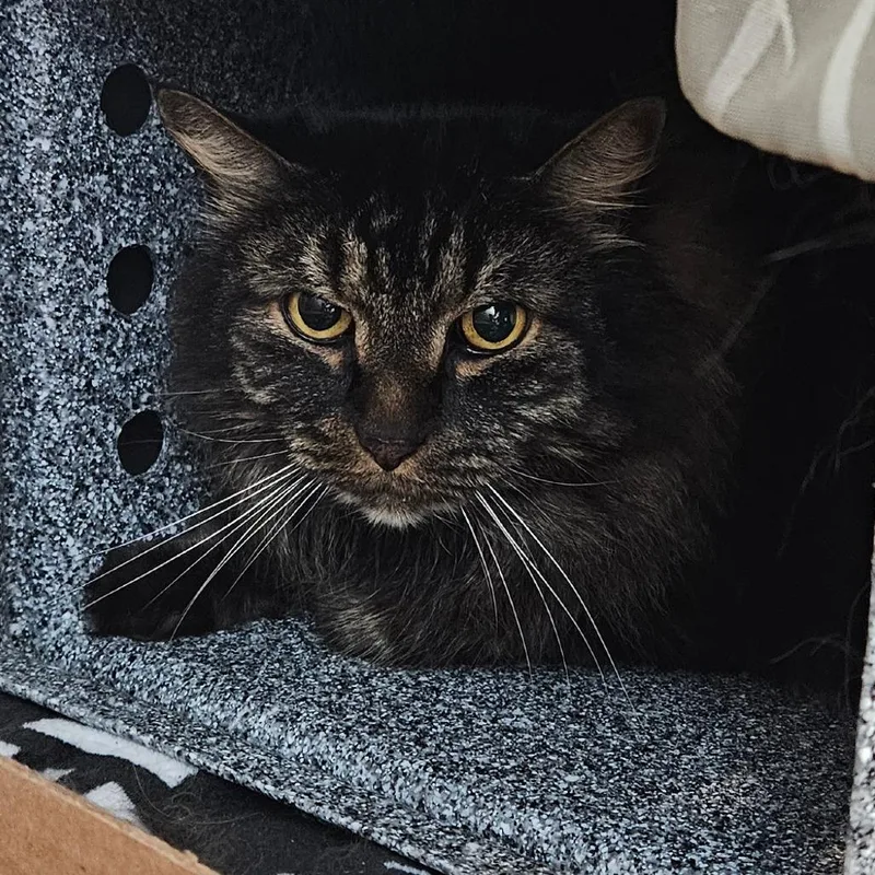 A senior large-sized male Black Domestic Long Hair cat named Artemis for adoption in Birdsboro, PA