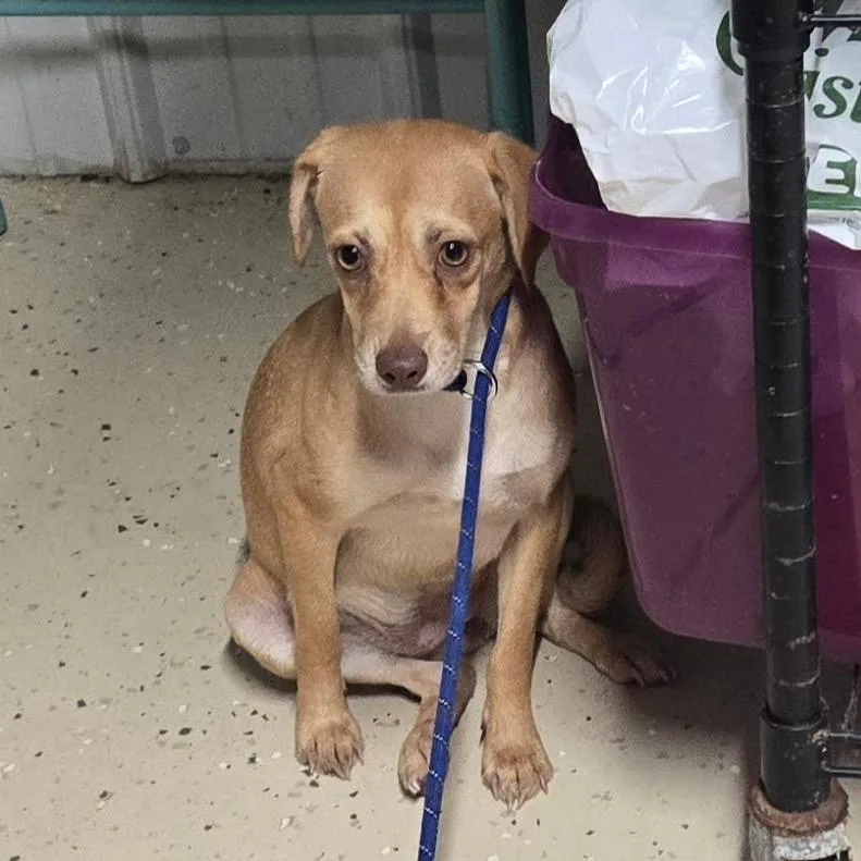 A young small-sized female Yellow / Tan / Blond / Fawn Mixed Breed dog named Sally for adoption in Springboro, OH