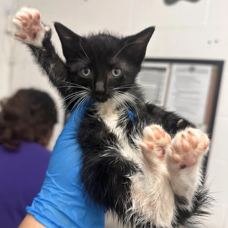 A baby small-sized female Black Domestic Short Hair cat named Nene for adoption in Edinburg, TX