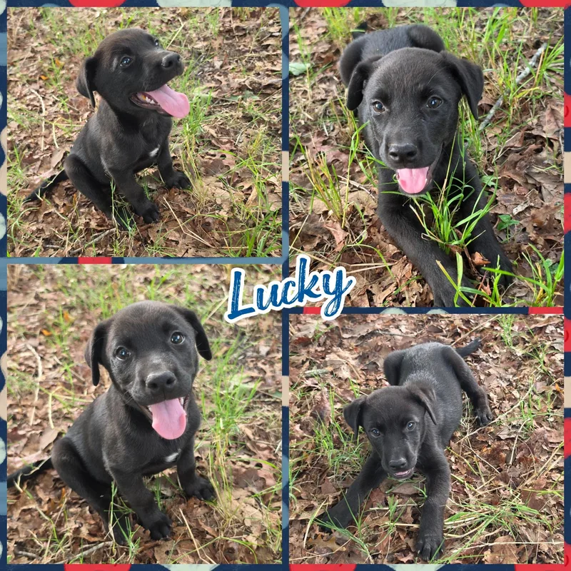 Lucky