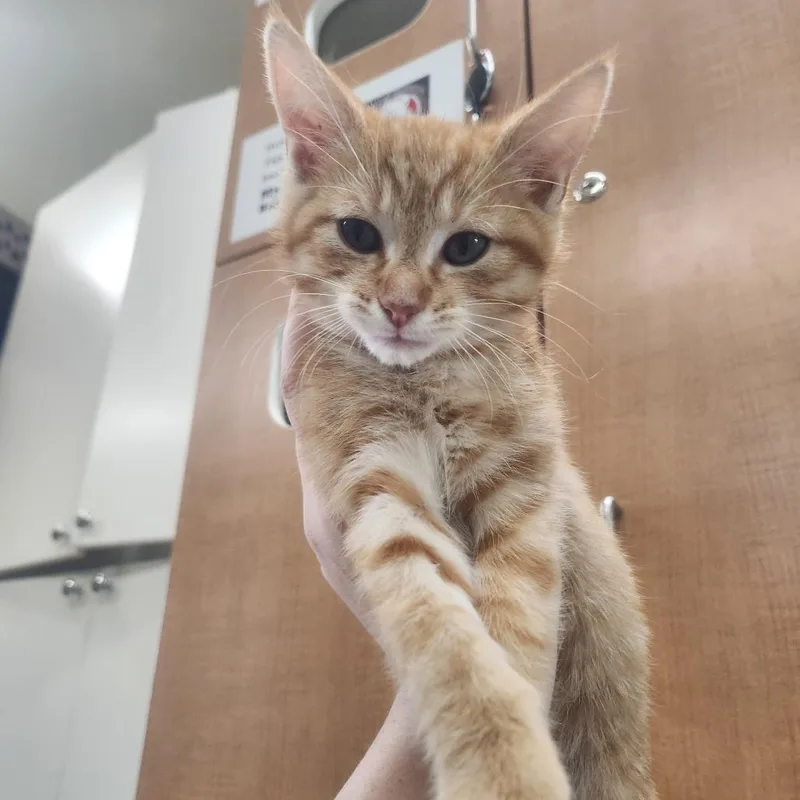A baby small-sized male Orange / Red Domestic Short Hair cat named Stem for adoption in Pullman, WA