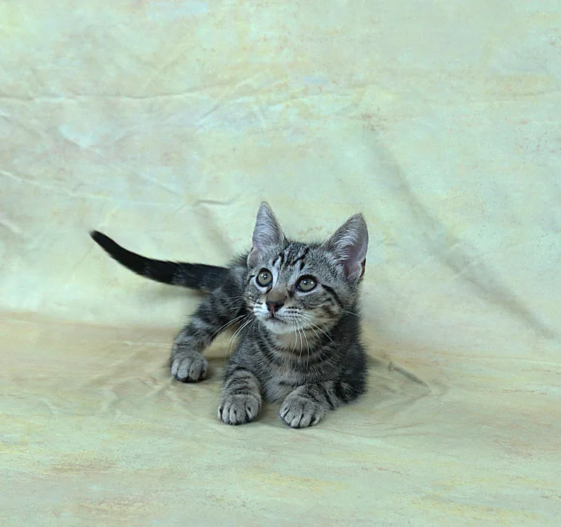 Terry  Terrific Boy thumbnail 2