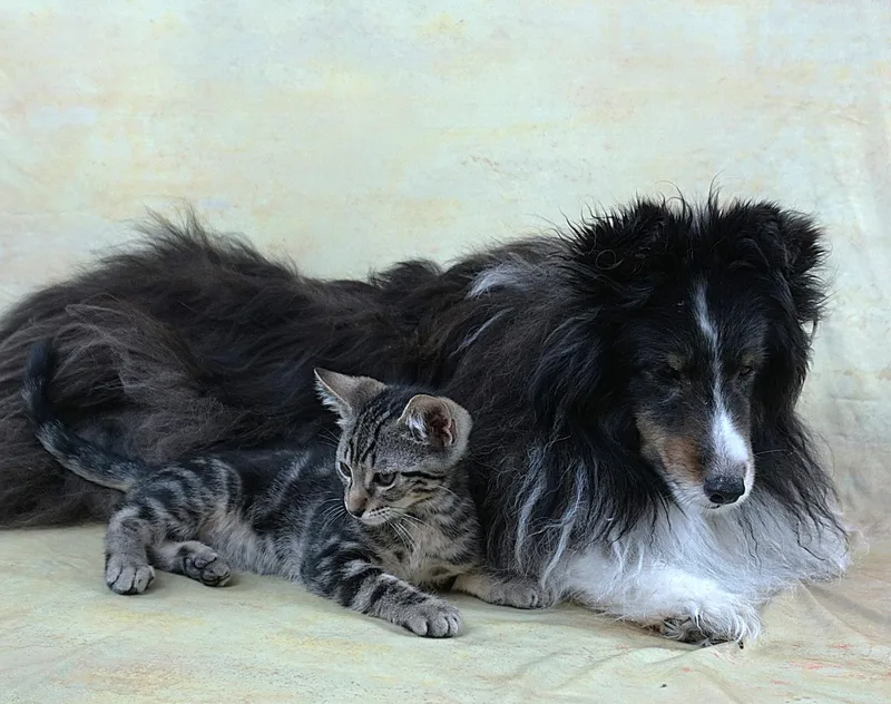 Terry  Terrific Boy thumbnail 3