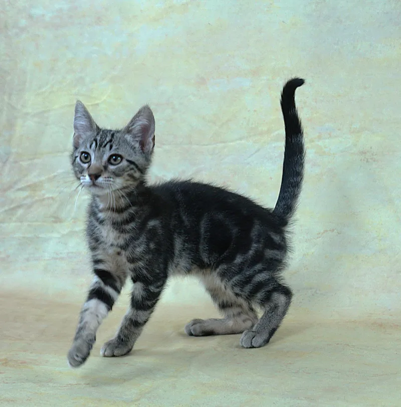 Terry  Terrific Boy thumbnail 4