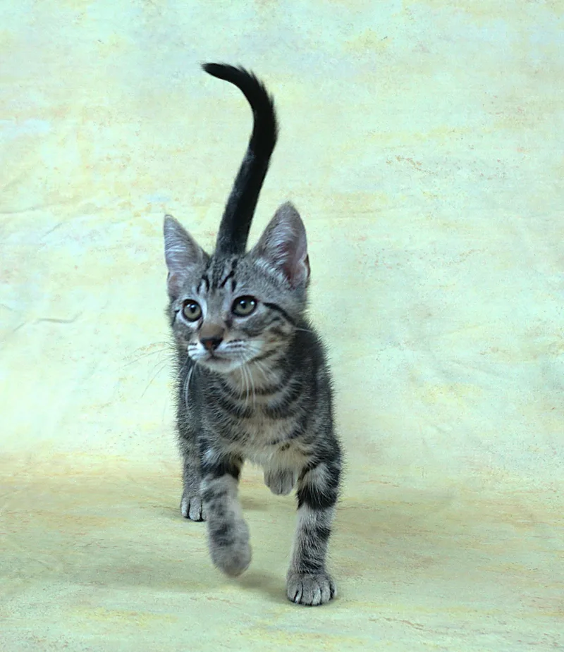 A baby medium-sized male Tabby (Brown / Chocolate) Domestic Short Hair cat named Terry  Terrific Boy for adoption in Plano, TX