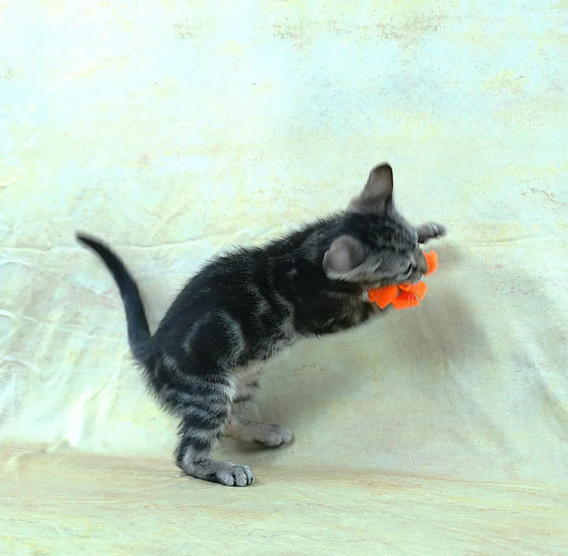 Terry  Terrific Boy thumbnail 5