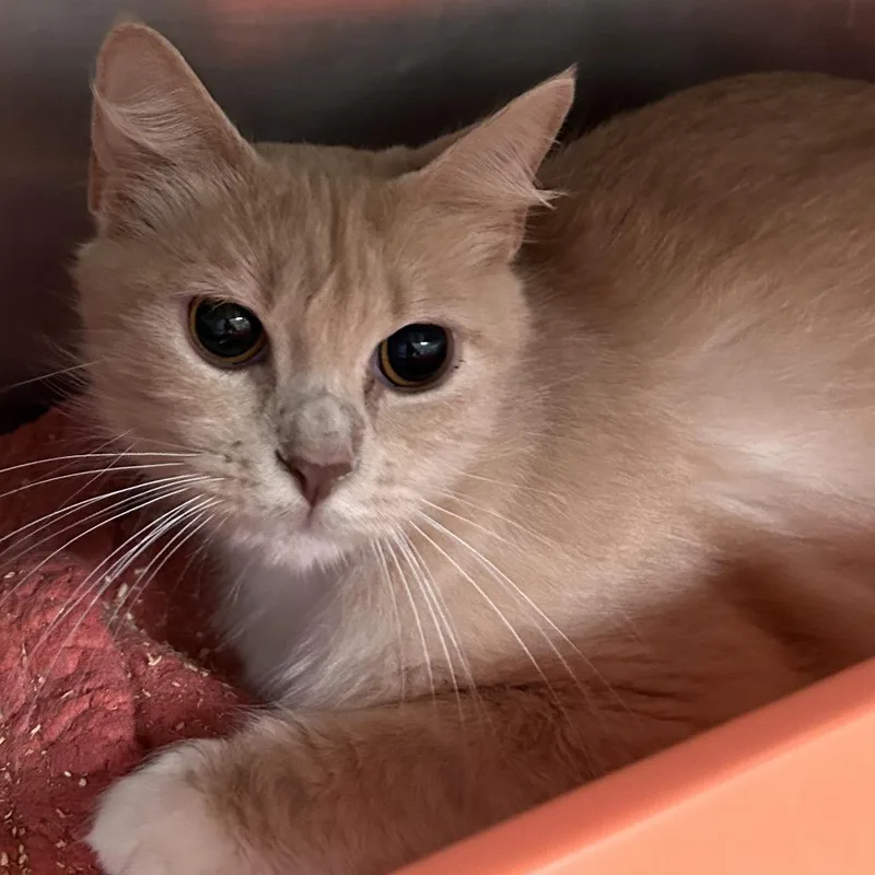 An adult medium-sized female Buff / Tan / Fawn Domestic Medium Hair cat named Ms. Frizzle for adoption in Lakeland, FL