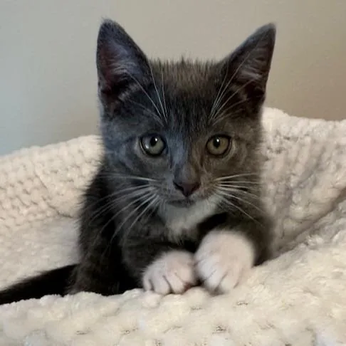 A baby small-sized female Domestic Short Hair cat named Saylor for adoption in Cumming, GA