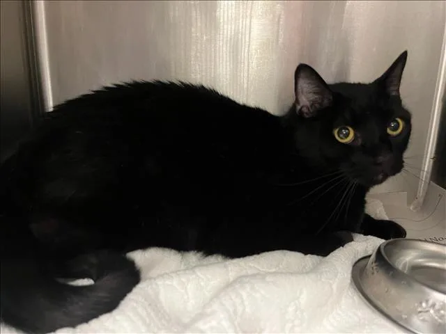 An adult small-sized female Domestic Short Hair cat named Lila for adoption in Van Nuys, CA